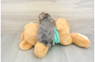 Sweet Yorkie Poo Baby