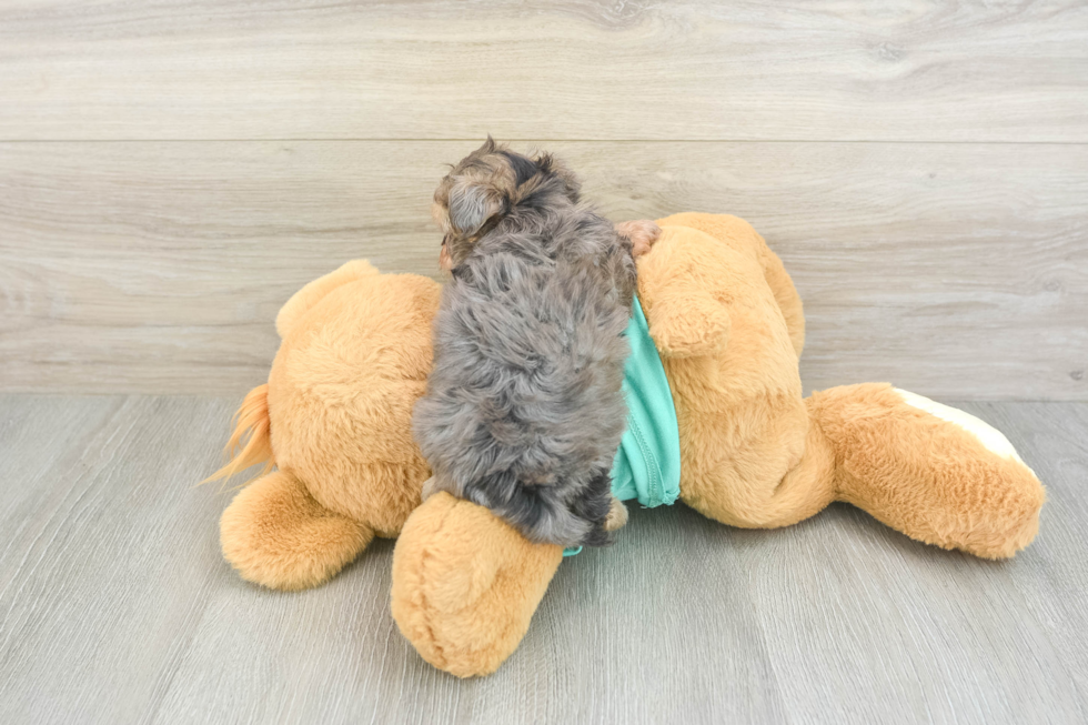 Sweet Yorkie Poo Baby