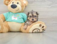 5 week old Yorkie Poo Puppy For Sale - Windy City Pups