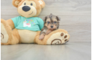Petite Yorkie Poo Poodle Mix Pup