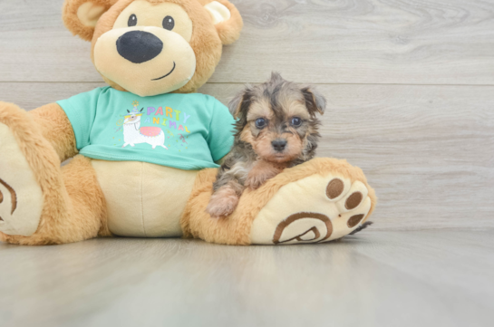Petite Yorkie Poo Poodle Mix Pup