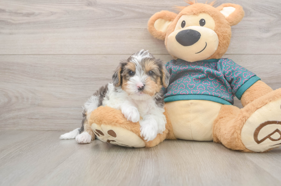 6 week old Yorkie Poo Puppy For Sale - Windy City Pups