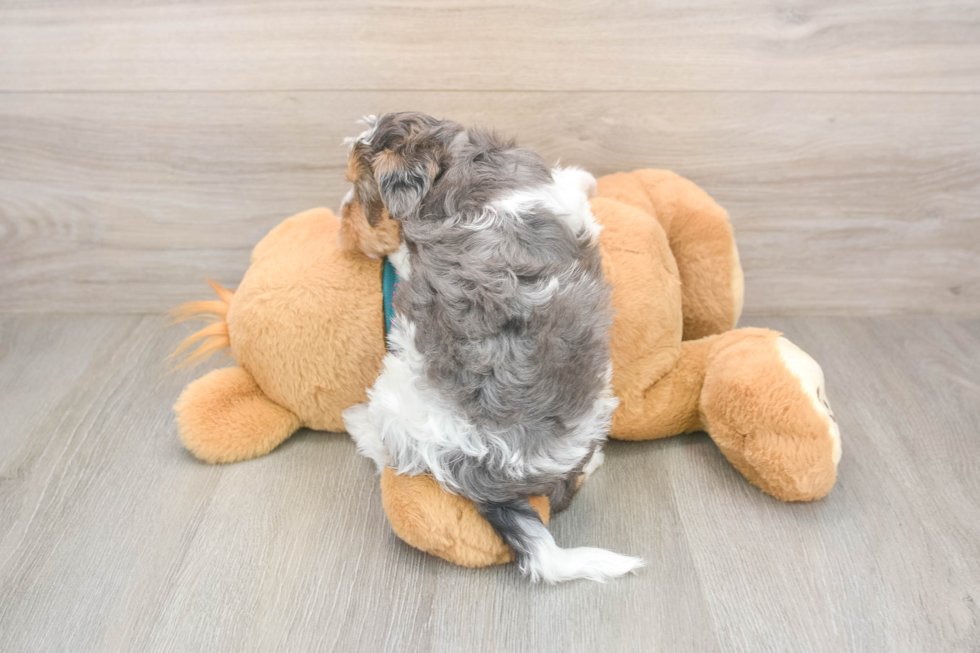 Yorkie Poo Puppy for Adoption