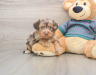 6 week old Yorkie Poo Puppy For Sale - Windy City Pups