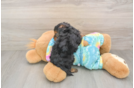 Fluffy Yorkie Poo Poodle Mix Pup