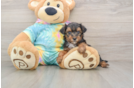 Smart Yorkie Poo Poodle Mix Pup