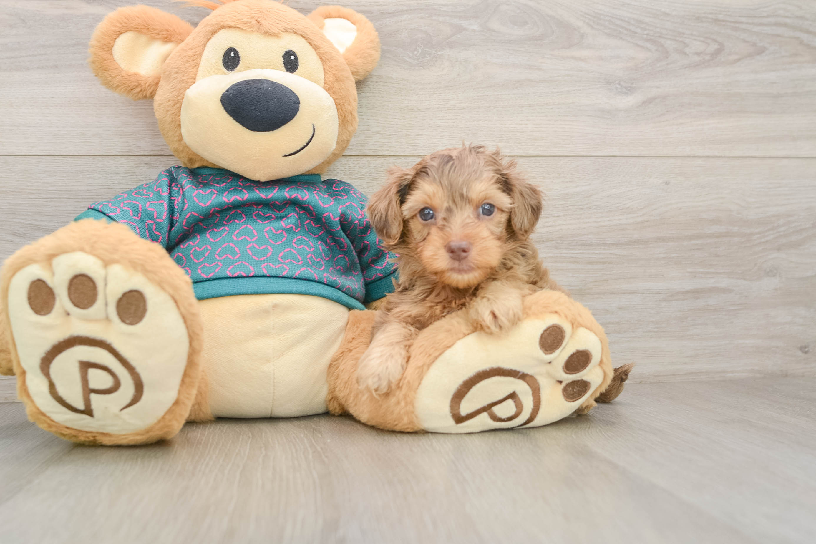 Adorable Yorkiedoodle Poodle Mix Puppy