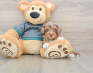 6 week old Yorkie Poo Puppy For Sale - Windy City Pups