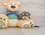 7 week old Yorkie Poo Puppy For Sale - Windy City Pups