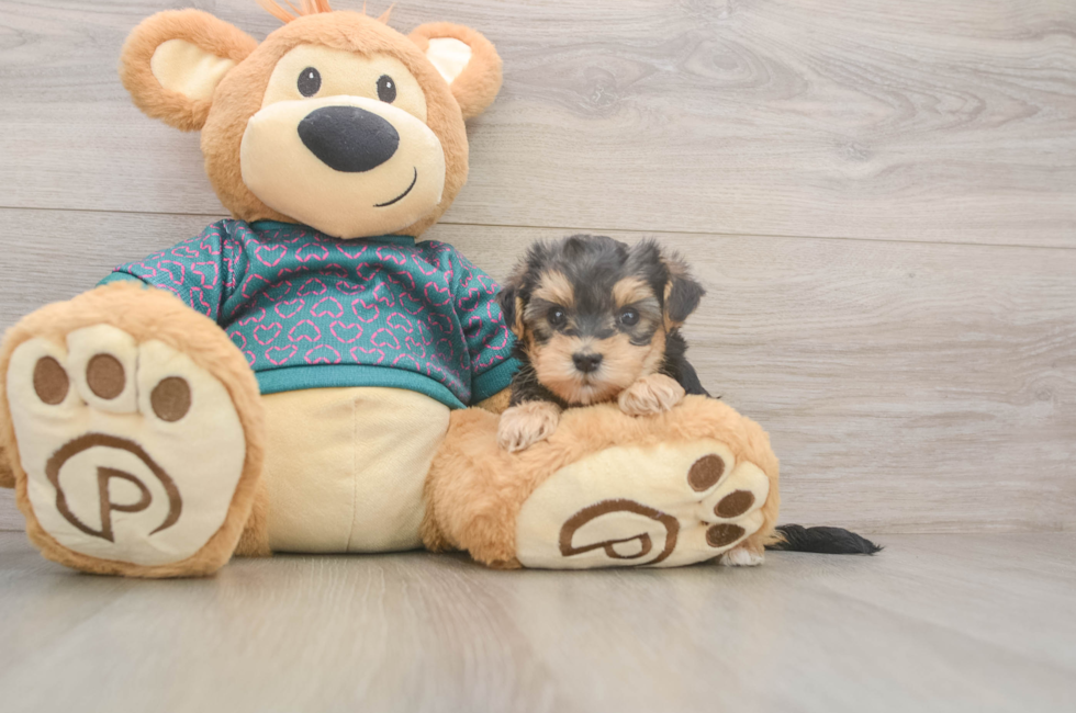 6 week old Yorkie Poo Puppy For Sale - Windy City Pups
