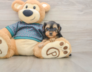 10 week old Yorkie Poo Puppy For Sale - Windy City Pups