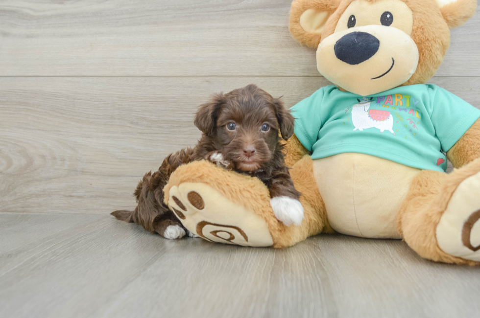 5 week old Yorkie Poo Puppy For Sale - Windy City Pups