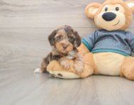 6 week old Yorkie Poo Puppy For Sale - Windy City Pups