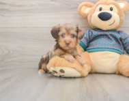 6 week old Yorkie Poo Puppy For Sale - Windy City Pups
