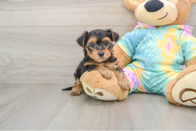 Best Yorkie Poo Baby