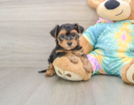 7 week old Yorkie Poo Puppy For Sale - Windy City Pups