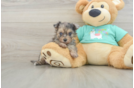 Adorable Yorkiedoodle Poodle Mix Puppy