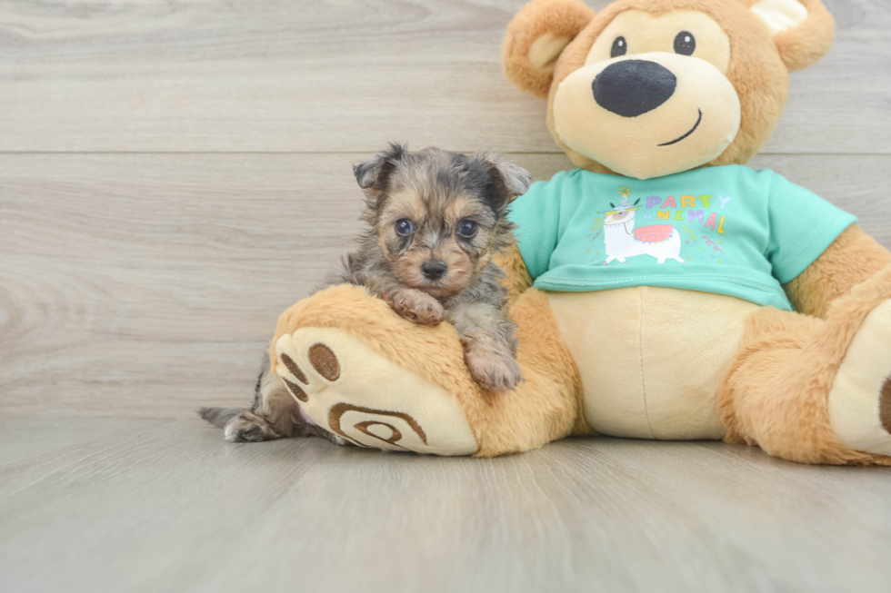 Adorable Yorkiedoodle Poodle Mix Puppy