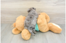 Yorkie Poo Puppy for Adoption