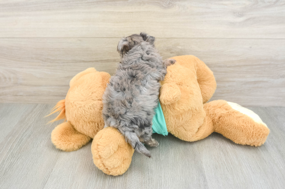 Yorkie Poo Puppy for Adoption