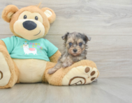 6 week old Yorkie Poo Puppy For Sale - Windy City Pups