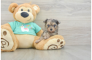 Best Yorkie Poo Baby
