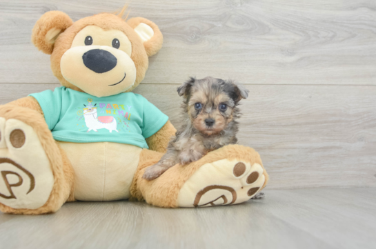 Best Yorkie Poo Baby