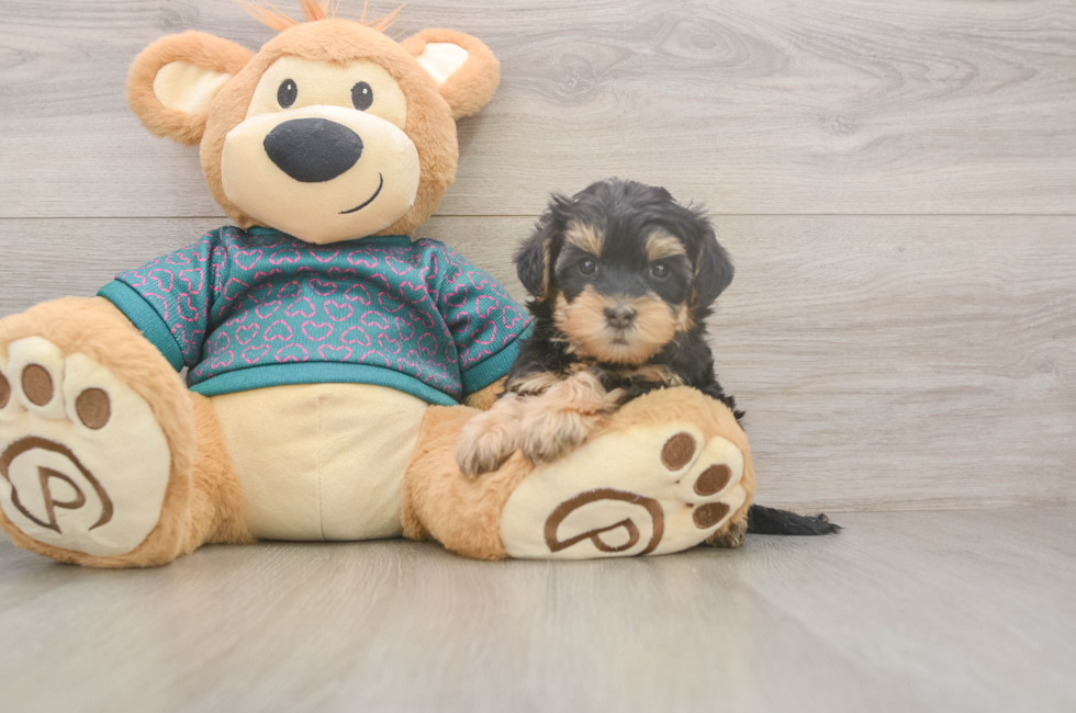 6 week old Yorkie Poo Puppy For Sale - Windy City Pups