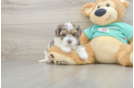Sweet Yorkie Poo Baby