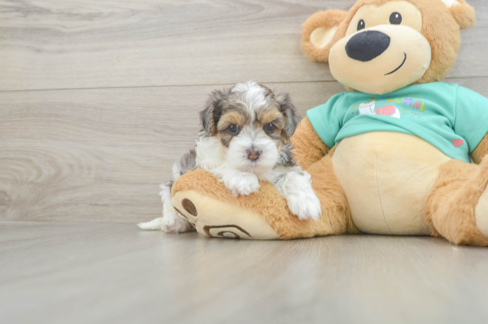 5 week old Yorkie Poo Puppy For Sale - Windy City Pups