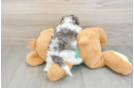 Energetic Yorkipoo Poodle Mix Puppy