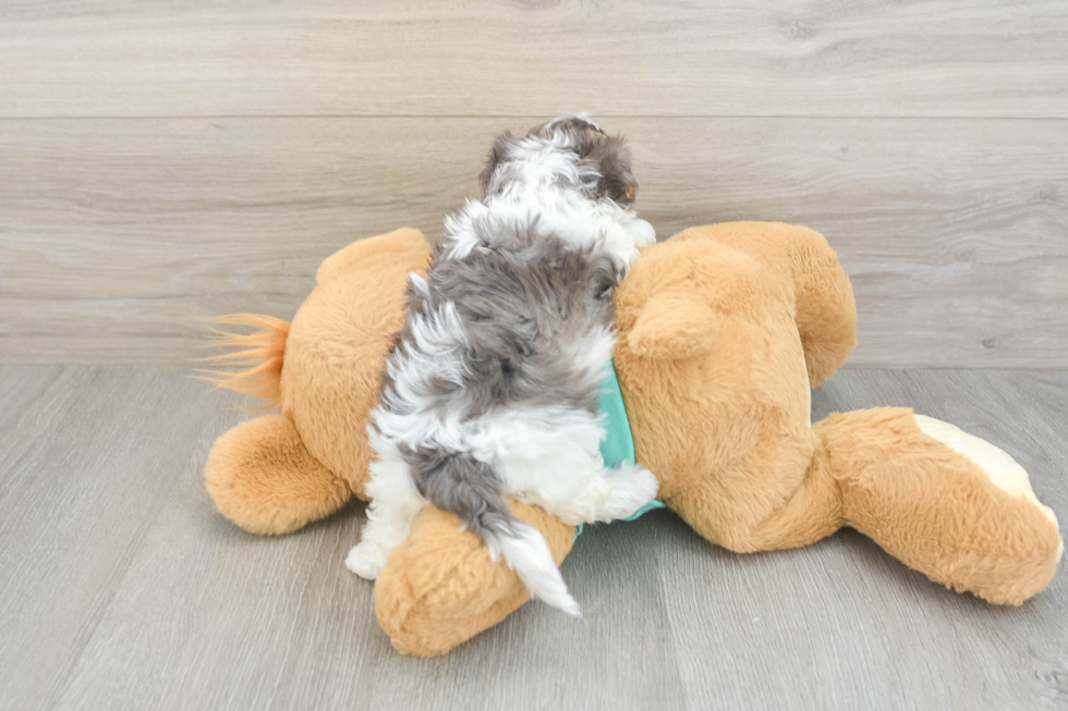 Energetic Yorkipoo Poodle Mix Puppy