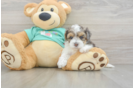 Yorkie Poo Puppy for Adoption