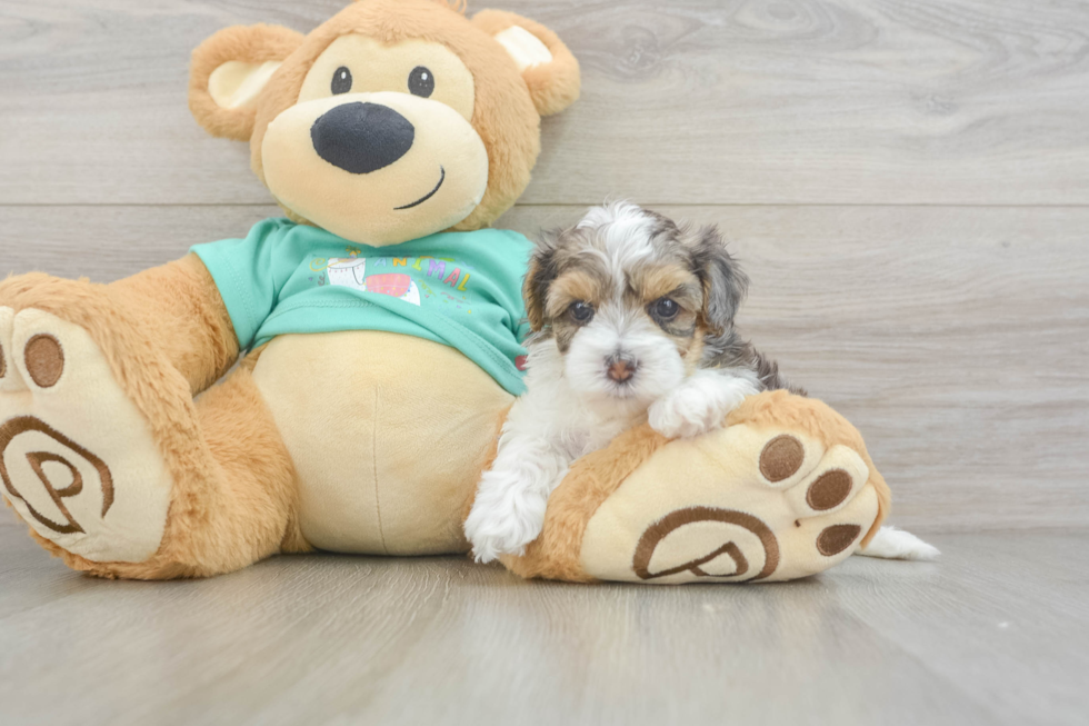 Yorkie Poo Puppy for Adoption