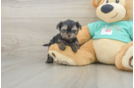 Playful Yo Yo Poo Poodle Mix Puppy
