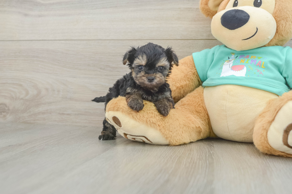 Playful Yo Yo Poo Poodle Mix Puppy