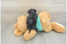 Best Yorkie Poo Baby