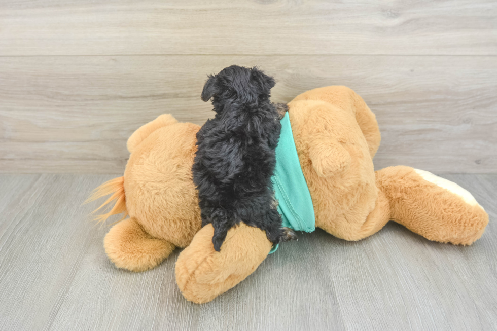 Best Yorkie Poo Baby