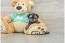 Little Yorkie Poodle Mix Poodle Mix Puppy