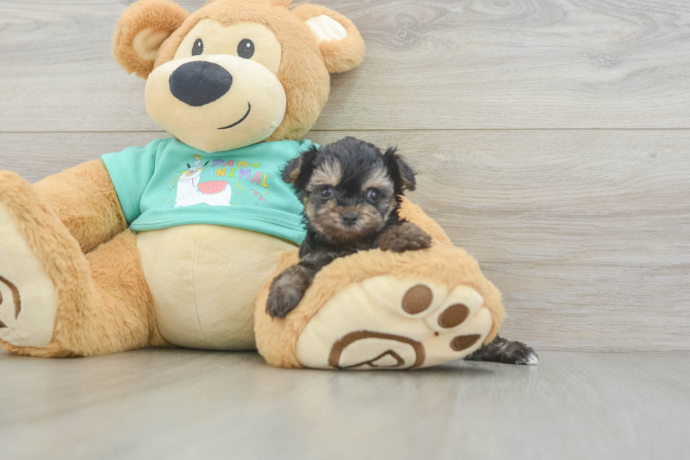 Little Yorkie Poodle Mix Poodle Mix Puppy