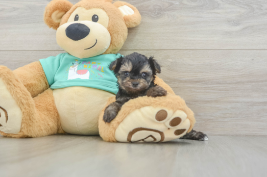 Little Yorkie Poodle Mix Poodle Mix Puppy