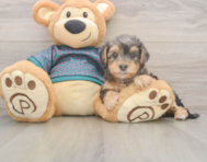 7 week old Yorkie Poo Puppy For Sale - Windy City Pups