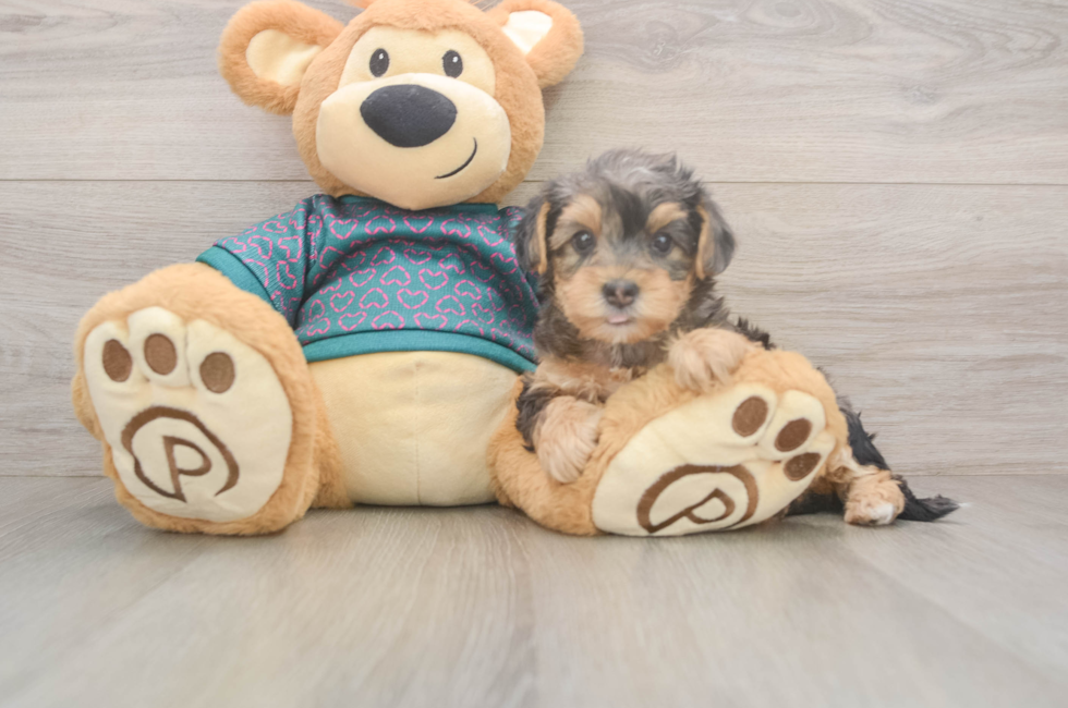 6 week old Yorkie Poo Puppy For Sale - Windy City Pups