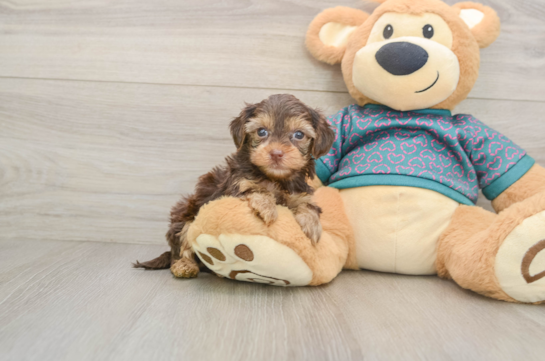 Best Yorkie Poo Baby