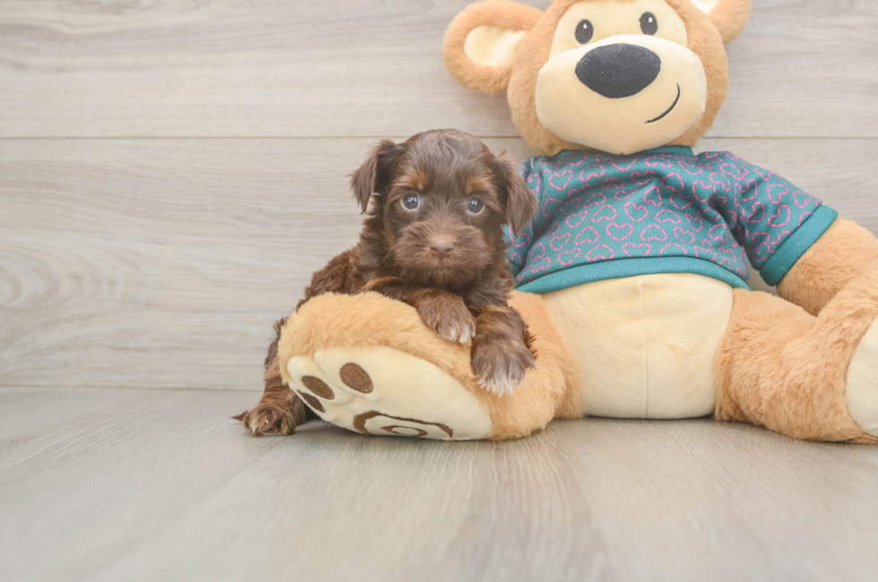 6 week old Yorkie Poo Puppy For Sale - Windy City Pups
