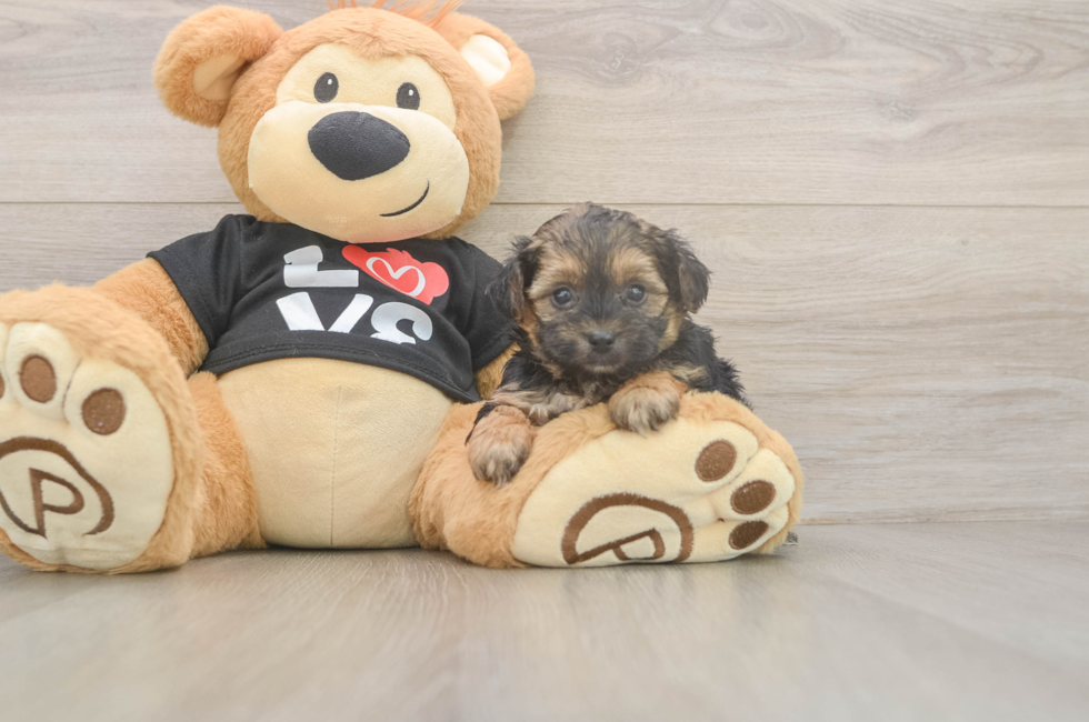 5 week old Yorkie Poo Puppy For Sale - Windy City Pups