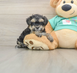 8 week old Yorkie Poo Puppy For Sale - Windy City Pups