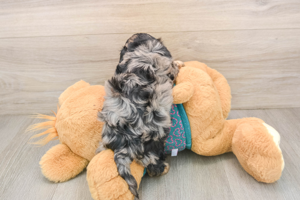 Friendly Yorkie Poo Baby