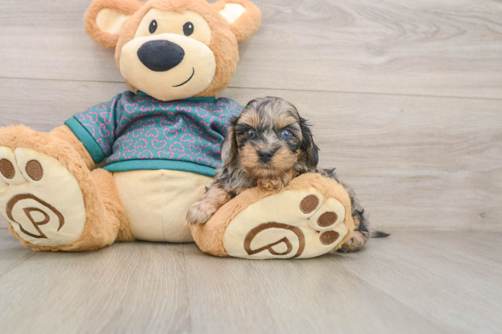 Yorkie Poo Puppy for Adoption