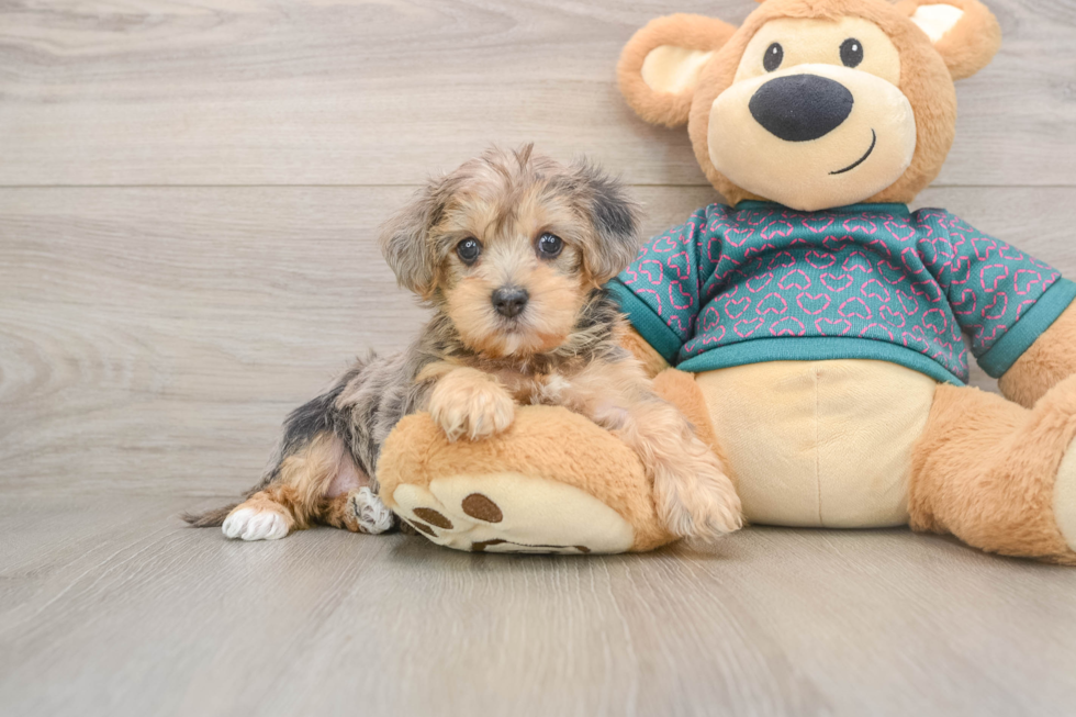 Yorkie Poo Pup Being Cute